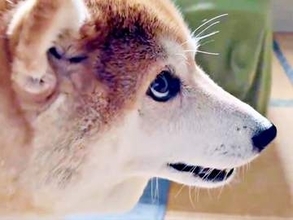 イタズラがバレた柴犬、飼い主を見上げてフリーズ→目がキョロキョロ　「犯人すぎる」「完全に目が泳いでてｗ」と反響