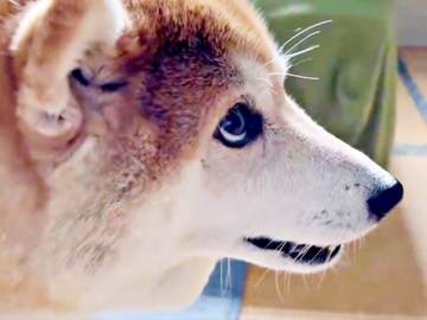 イタズラがバレた柴犬、飼い主を見上げてフリーズ→目がキョロキョロ　「犯人すぎる」「完全に目が泳いでてｗ」と反響