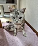 「両後ろ足がまひしたアメショー　前足をフル稼働して「お帰りなさい」と玄関で出迎え　愛しいあなたは「長生きしてほしい」」の画像1