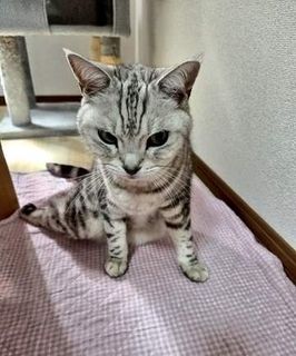 両後ろ足がまひしたアメショー　前足をフル稼働して「お帰りなさい」と玄関で出迎え　愛しいあなたは「長生きしてほしい」