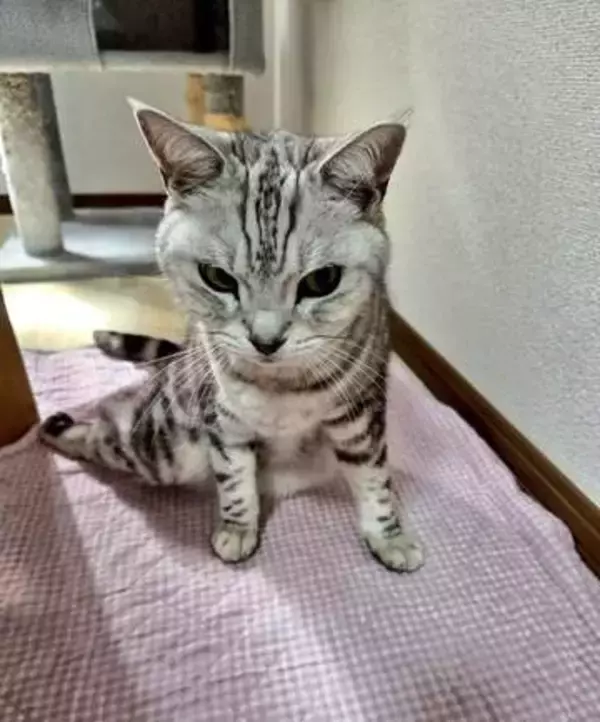 両後ろ足がまひしたアメショー　前足をフル稼働して「お帰りなさい」と玄関で出迎え　愛しいあなたは「長生きしてほしい」
