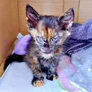 ボロボロだった瀕死の子猫がふっくら美猫に成長　駐車場で保護→猫初心者が必死に繋いだ命　5年後、布団で“ふみふみ”する甘えん坊に