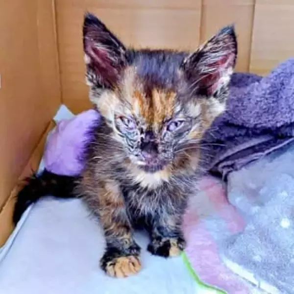 ボロボロだった瀕死の子猫がふっくら美猫に成長　駐車場で保護→猫初心者が必死に繋いだ命　5年後、布団で“ふみふみ”する甘えん坊に