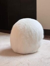 白いボールかと思ったら…まさかの正体に驚き　“球体”うさぎに3万いいね「まんまる」「雪見だいふくみたい」「奇跡の一枚」