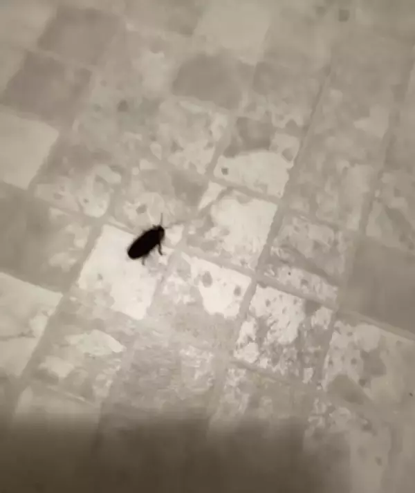 脱いだ服から黒い虫ポトリ、頭から触覚「まさかゴキ！？」→お尻がなんか……うれしい誤解に「39年生きてきて初めて見た」