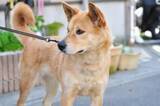 「自宅前に毎朝放置される「犬のふん」→防犯カメラがとらえたのは、町内会の役員だった！　過去には逮捕されたケースも【弁護士が解説】」の画像1