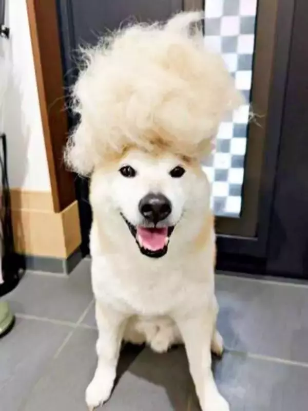 柴犬の頭上に“分身”が誕生！？  換毛期「わずか3日分」の衝撃ショットに反響「お手製アフロ」「もう一体できそうw」「ボーボボ」