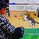 「愛猫と息子、見事なキャッチボール　まさかの“へそ天キャッチ”に「最後のドヤ顔、超かわいい」「とっても良い良いコンビ」2万いいね反響」の画像1
