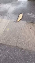 台風の翌日に道路に取り残された鯉　出勤前の男性が助けると…意外な視線「こっち見るな！」