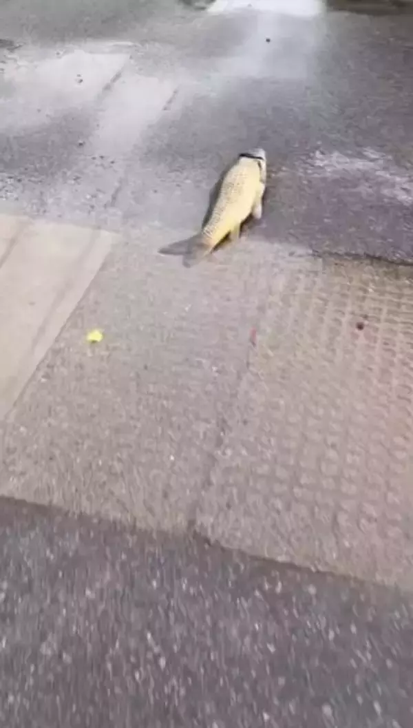 台風の翌日に道路に取り残された鯉　出勤前の男性が助けると…意外な視線「こっち見るな！」