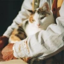 独り身の私が亡くなったら愛猫はどうなる？　死後事務委任で安心を先取り【司法書士が解説】