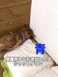 「保護犬が固まったまま動かない→「嫌われたかも？」飼い主の誤解、責めないで…専門家が解説」の画像1