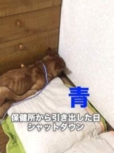 保護犬が固まったまま動かない→「嫌われたかも？」飼い主の誤解、責めないで…専門家が解説