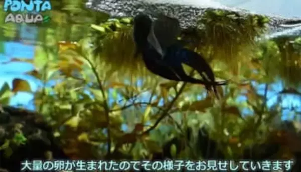 コバルトブルーが美しい「タイワンキンギョ」迎え入れてわずか3日で突然の産卵、手探りの人工孵化へ…120個の卵から稚魚が泳ぎ出すまで