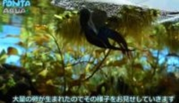 コバルトブルーが美しい「タイワンキンギョ」迎え入れてわずか3日で突然の産卵、手探りの人工孵化へ…120個の卵から稚魚が泳ぎ出すまで