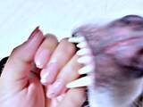 「「おしゃれなネイル」と思ったら……"写り込み”にネット民が恐怖！？　「全然話が入ってこない」「ネイルに集中できないwww」　牙むき出しのハスキー」の画像1