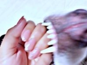 「おしゃれなネイル」と思ったら……"写り込み”にネット民が恐怖！？　「全然話が入ってこない」「ネイルに集中できないwww」　牙むき出しのハスキー