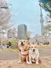 マイクロビキニにしか見えない！？コーギーの衝撃ショットに9万超いいね殺到　「セクシーすぎてお腹痛い」「情熱の赤」「ビキニーヌ」