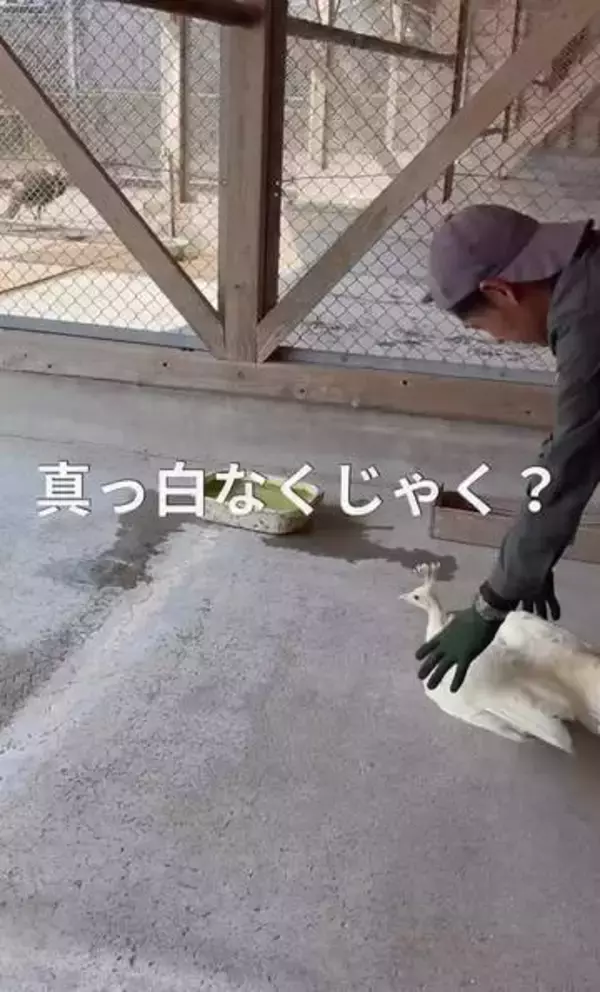 1羽だけ真っ白！数年ぶりに誕生した「白孔雀」のひな　別室で大切に育った1年の成長記録に81万回超再生「なんと美しい子」「神々しい」