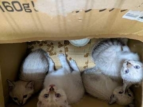 「またか…」酷暑の朝、段ボール箱の中に4匹の子猫　餌や1000円札とともに「捨てるしかないと思う前に、相談して」保護団体の悲痛な声
