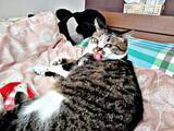 「「え、嫌だったの？」飼い主が頬ずりした直後、猫が見せたまさかの行動に反響「わかります」「うちの猫も」「ポジティブに考えましょう」」の画像1