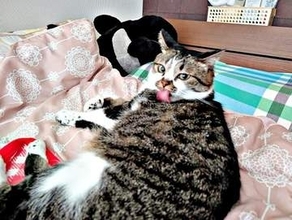 「え、嫌だったの？」飼い主が頬ずりした直後、猫が見せたまさかの行動に反響「わかります」「うちの猫も」「ポジティブに考えましょう」