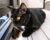 「医者から「なぜ放っておいたのか」と責められ……わずか2カ月で旅立った愛猫　罪悪感に苦しんだ日々「7歳で死なせてしまった」」の画像1