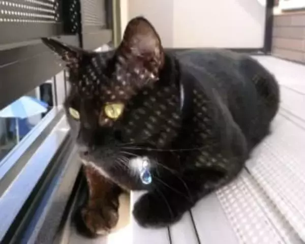 医者から「なぜ放っておいたのか」と責められ……わずか2カ月で旅立った愛猫　罪悪感に苦しんだ日々「7歳で死なせてしまった」