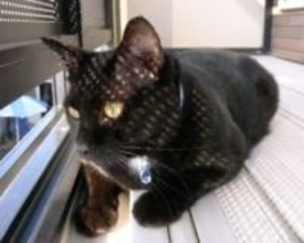 医者から「なぜ放っておいたのか」と責められ……わずか2カ月で旅立った愛猫　罪悪感に苦しんだ日々「7歳で死なせてしまった」