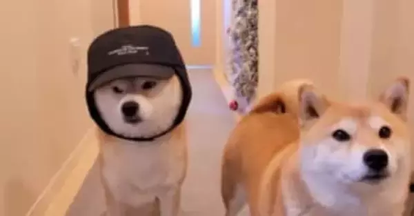 「家族の誰もが似合わなかった帽子を 柴犬に被せたら」→「めっちゃ似合ってる」「田中邦衛みたい」