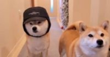 「家族の誰もが似合わなかった帽子を 柴犬に被せたら」→「めっちゃ似合ってる」「田中邦衛みたい」