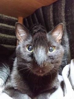 「武士か」「モヒカン猫？」猫の“天然ちょんまげ”姿に18万いいね「全力で笑わせに来てる」