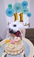 「理想の1枚」を撮るはずが…11歳の誕生日、愛犬がケーキに即座にかぶりつく！ 「目が本気」「最高の誕生日写真」と大反響