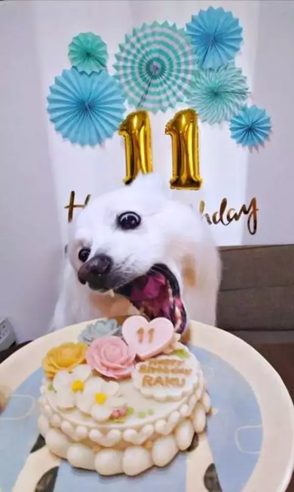 「理想の1枚」を撮るはずが…11歳の誕生日、愛犬がケーキに即座にかぶりつく！ 「目が本気」「最高の誕生日写真」と大反響