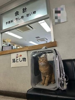 道路の真ん中でうずくまる猫に「どいて」と言ったら、うちの車に「無賃乗車」　警察署での凛とした態度に「かわいい」「お利口」と称賛の声