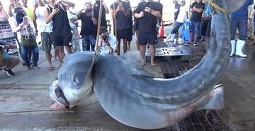 4メートル超、500キロ級の巨大ザメ解体…美ら海、石垣島でサメ駆除する理由は　漁師の天敵、でも命を無駄にしない仕組み