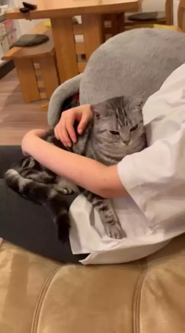 ママさんに抱っこをせがんだ猫さん、この後可愛い行動に…「ママ〜って言ってるみたい」「どちらも幸せ」