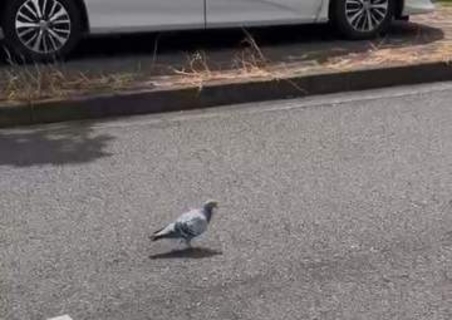 あわや生態系の危機！本土から1000km離れた父島に迷い込んだ"レース鳩"…いったいどうやって？