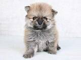 「生後2カ月→4歳で“別犬”級の激変ぶり「本人確認は突破不可能」　二度見必至のビフォーアフターに「振れ幅えぐすぎ」「毛色もこんなに」」の画像1