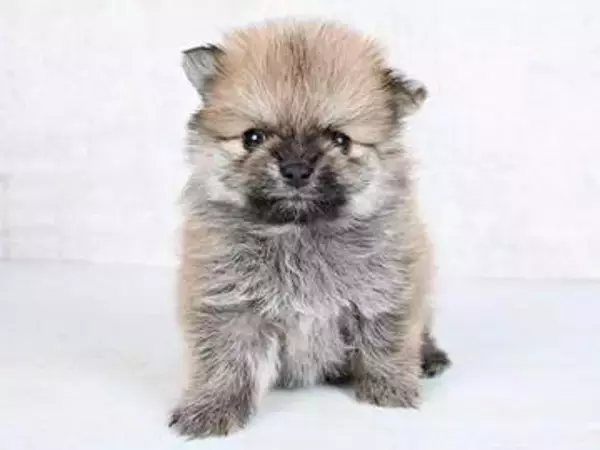 生後2カ月→4歳で“別犬”級の激変ぶり「本人確認は突破不可能」　二度見必至のビフォーアフターに「振れ幅えぐすぎ」「毛色もこんなに」