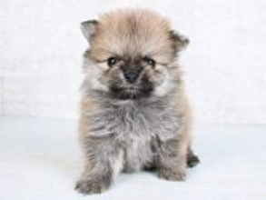 生後2カ月→4歳で“別犬”級の激変ぶり「本人確認は突破不可能」　二度見必至のビフォーアフターに「振れ幅えぐすぎ」「毛色もこんなに」