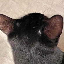 黒猫の頭に「ハゲ！？」→病院へ行ったら…検査結果に驚き　「猫にもあるんだ！」「かわいすぎるやろ」「ウチのネコチャンと同じだ」