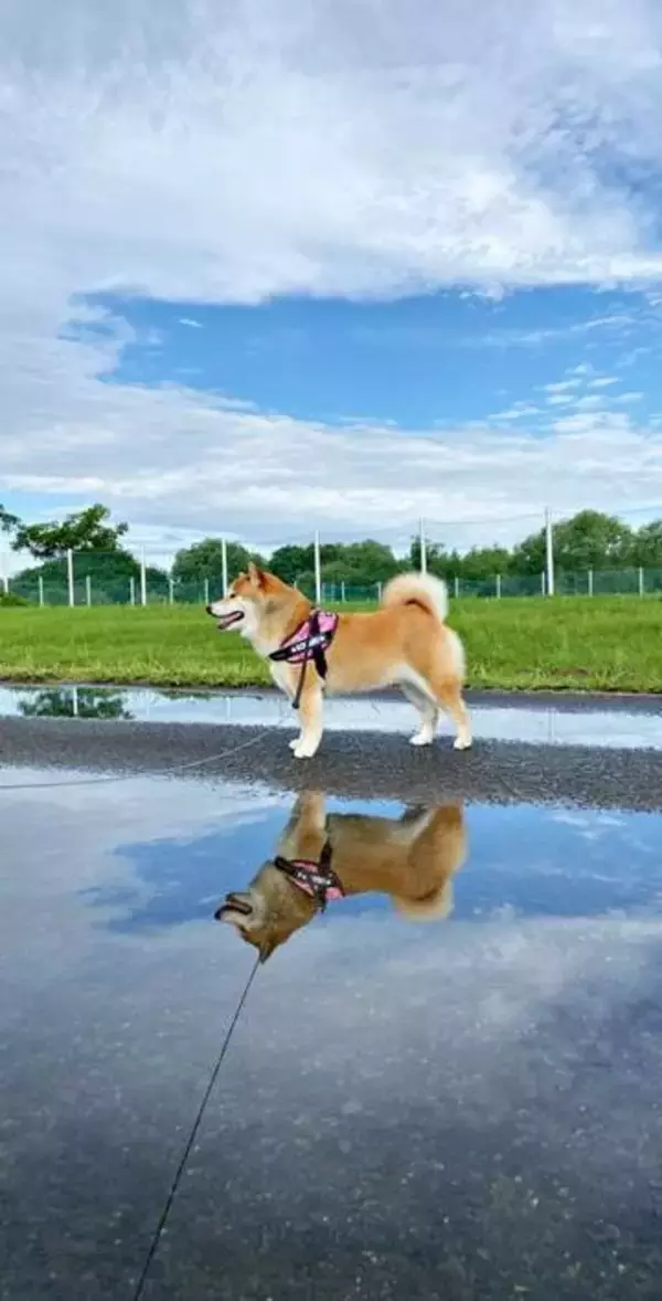 水たまりに映った柴犬…逆さ富士ならぬ見事な「逆さ柴」　雨上がりに撮れた幻想的な一枚に「ウユニ塩湖みたい」「ご利益ありそう」