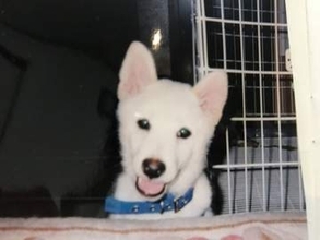 シロくんの「姿は目に見えないけれど、ずっとそばにいる」と飼い主　脳梗塞を乗り越え16年間を生きた愛犬の奇跡