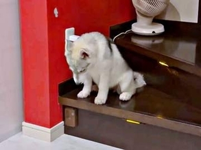 階段が怖い（一番下の段だけど）…生後4カ月のハスキー、意を決してジャンプ！ 子犬の奮闘に「泣くほどかわいい」「何回も見ちゃう！」