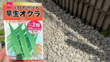 砂利に植えた、DAISOのオクラの種……「意味わからんほど育った」　収穫量200本超えに「家庭菜園のポテンシャル！」「新しい農法」