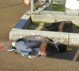 「客が三度見しちゃう……1匹だけ異様なカモさん　その光景に「行き倒れ？」「これ置物？」　「置物？」」の画像1