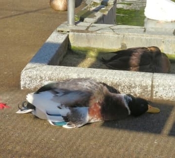 客が三度見しちゃう……1匹だけ異様なカモさん　その光景に「行き倒れ？」「これ置物？」　「置物？」