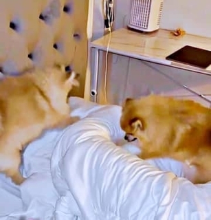 2匹の犬が、朝4時からパパを全力ホリホリ！ 激しすぎる“目覚まし”に3.4万人が爆笑「ここほれ、ワンワン」「幸せな悲鳴」