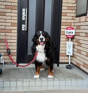 郵便やさん「今日は何もないよ〜」大きな番犬に声をかけると、笑顔の犬さん　ほのぼの交流に「仲良くてかわいすぎる」